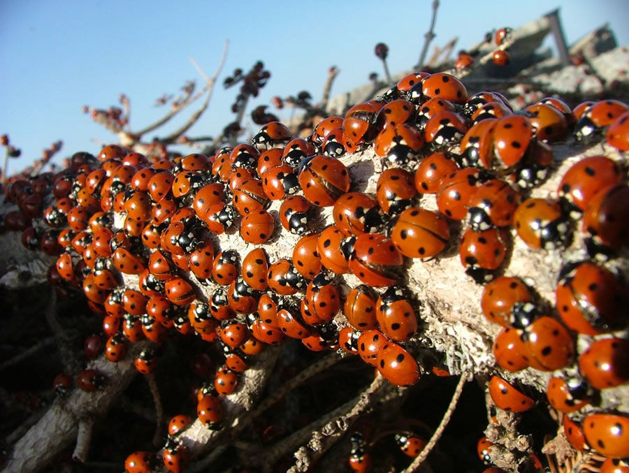 Uludaz Tepesi'nin Doğal Güzellikleri Ve Uğur Böcekleriyle Dolu Renkli Dünyası (3)