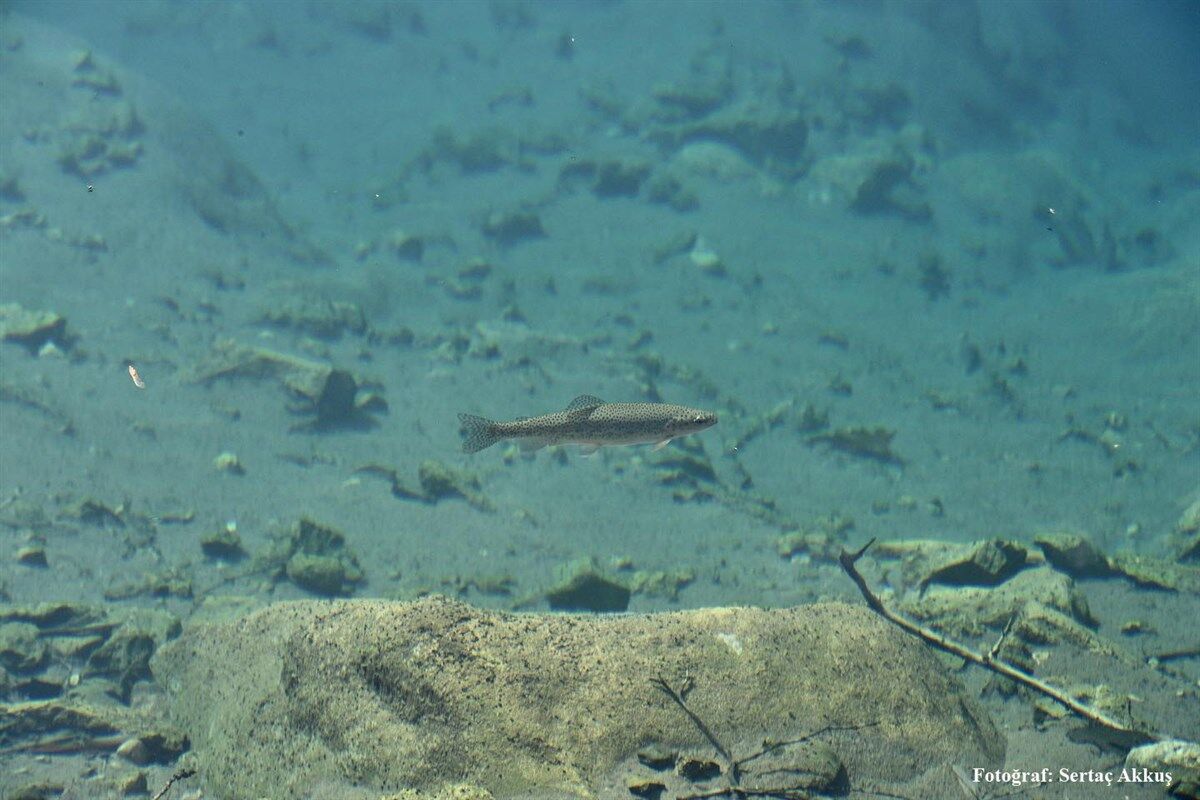 Yeşil Göz Obruğu Ve Tabiat Parkı Kahramanmaraş’ın Gizli Doğa Cenneti (1)
