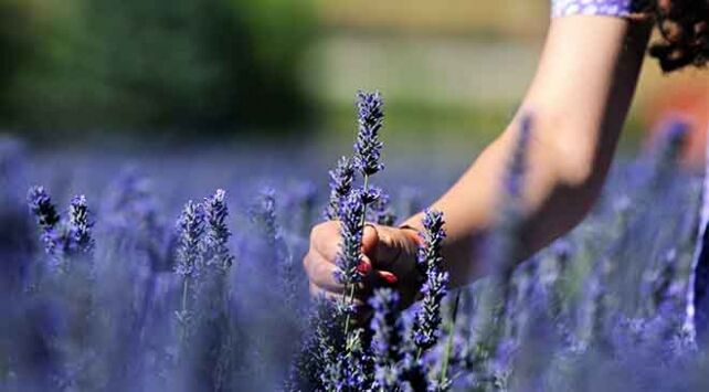 Afşin’de 400 Dekarlık Lavanta Bahçesi Ziyaretçi Akınına Uğruyor! (3)