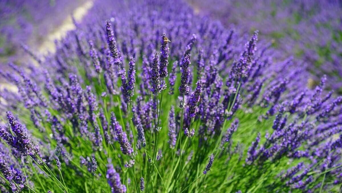 Afşin’de 400 Dekarlık Lavanta Bahçesi Ziyaretçi Akınına Uğruyor! (5)