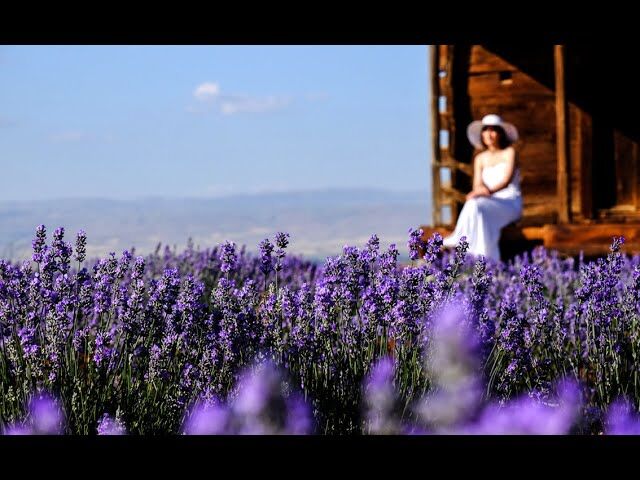 Afşin’de 400 Dekarlık Lavanta Bahçesi Ziyaretçi Akınına Uğruyor! (6)