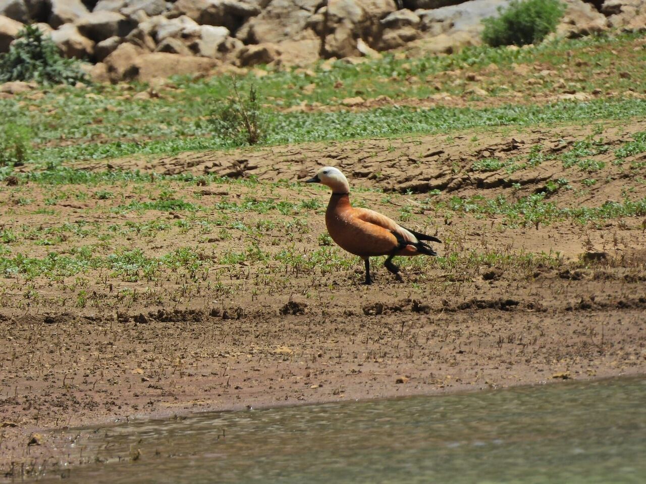 Kahramanmaraş Turizminde Yeni Dönem Başlıyor (3)