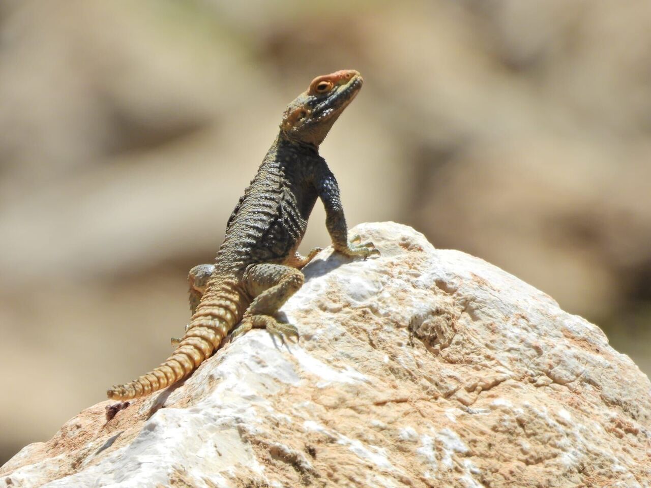 Kahramanmaraş Turizminde Yeni Dönem Başlıyor (4)