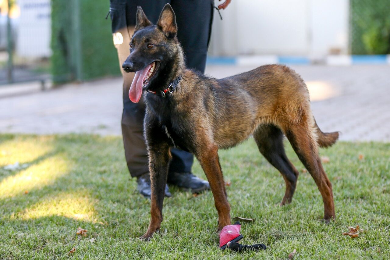 Kahramanmaraş’ın Yeni Kahramanı Şubaat Afetlerde Görev Alacak (13)