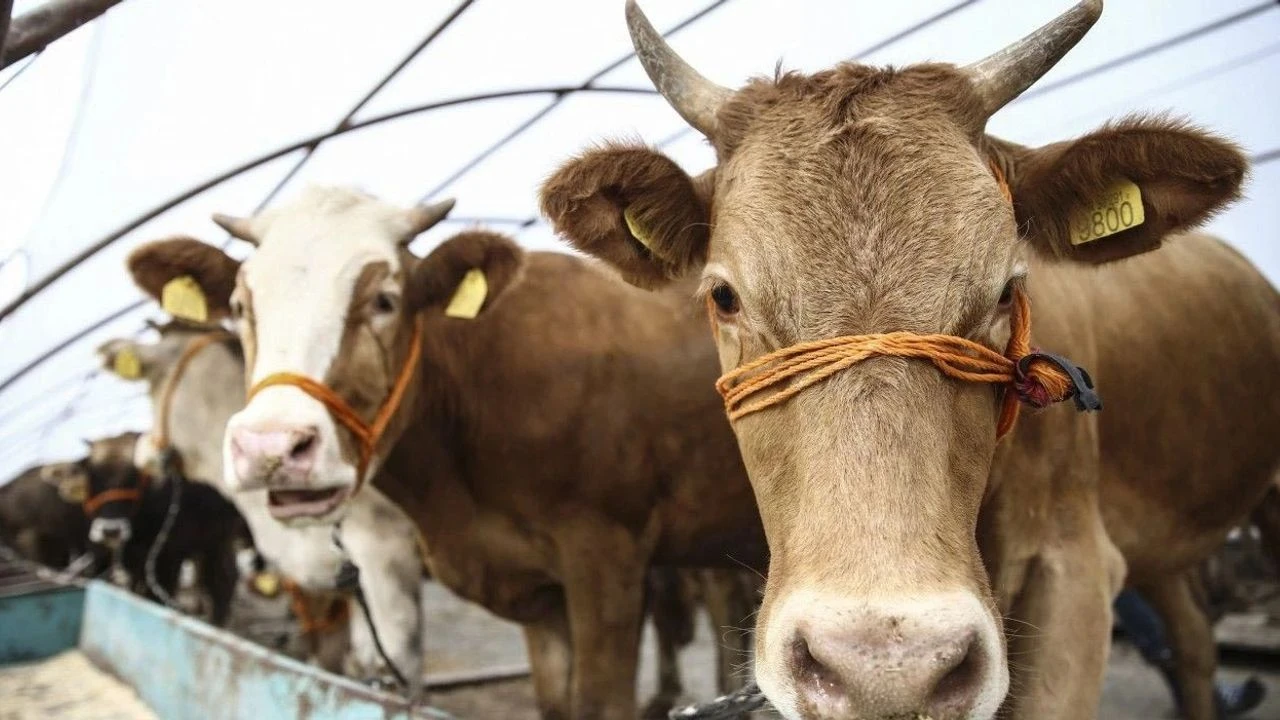 Kahramanmaraş'ta kurbanlık fiyatlarına indirim geldi!