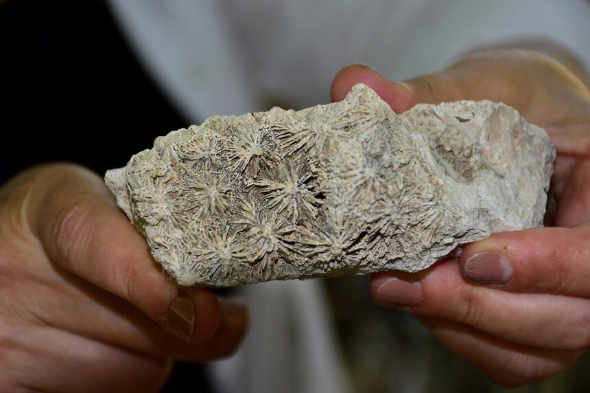 Mersin Mut’ta Fosil Araştırması Başladı Mezozoik Dönemin İzleri Gün Yüzünde (3)