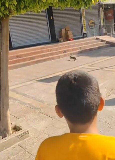 Mersin’de Minibüs Altında Mahsur Kalan Yavru Kedi Kahraman Şoförle Kurtarıldı (2)