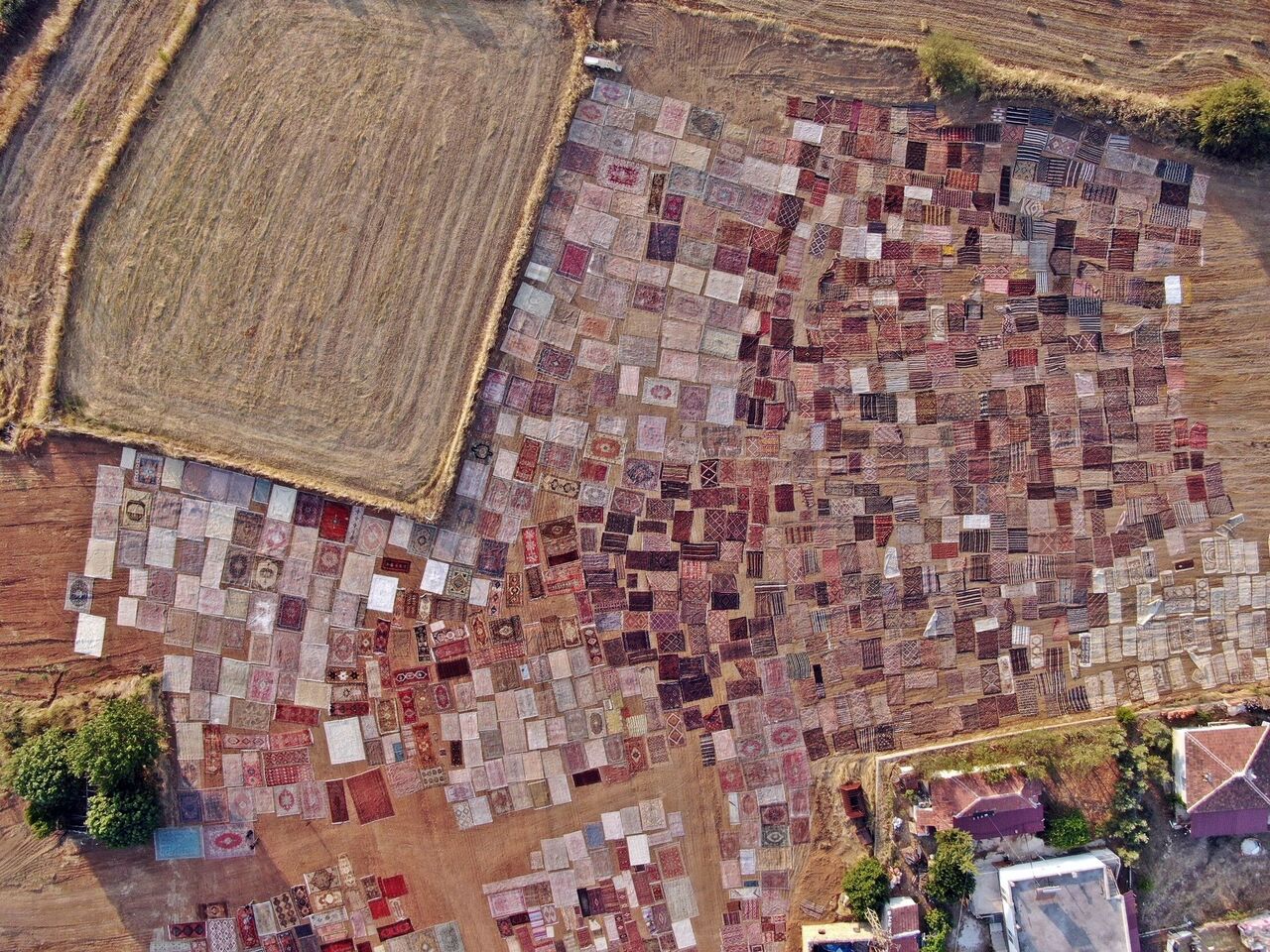 Milyonluk Halılar İçin Gece Gündüz Nöbet! Antalya'da Tarlalar Halı Bahçesine Dönüştü (1)-1