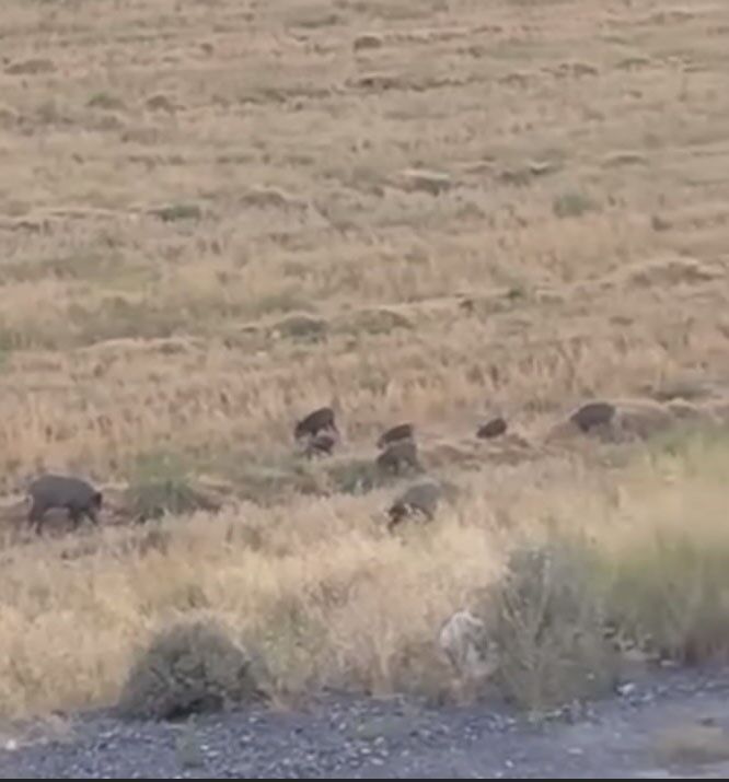 Aç Kalan Domuz Sürüsü Şehre Indi (1)