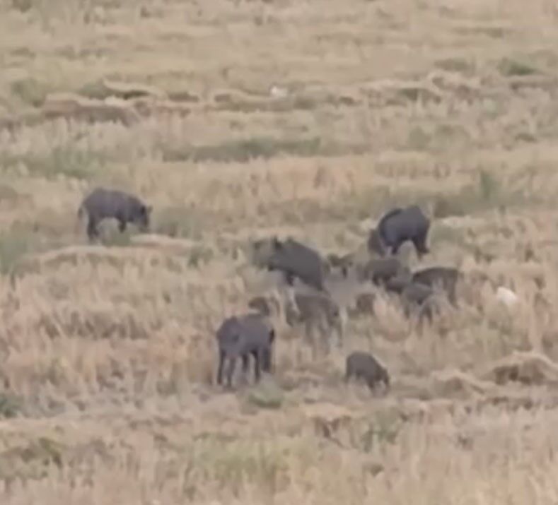 Aç Kalan Domuz Sürüsü Şehre Indi (2)