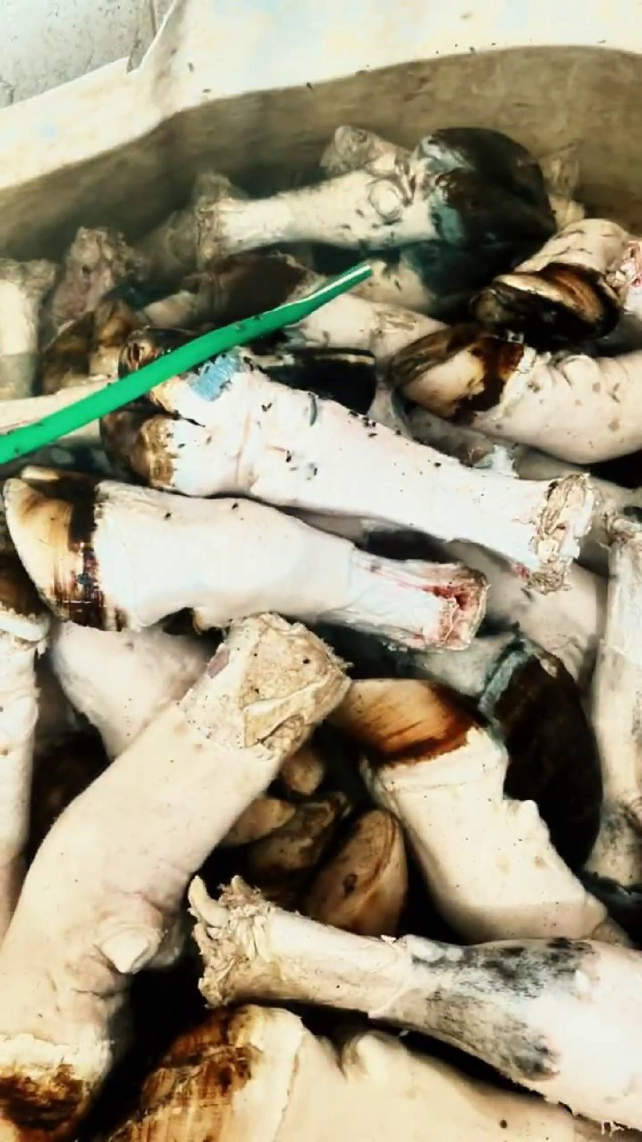 Adana'da Binlerce Kilo Paça Ele Geçirildi (4)