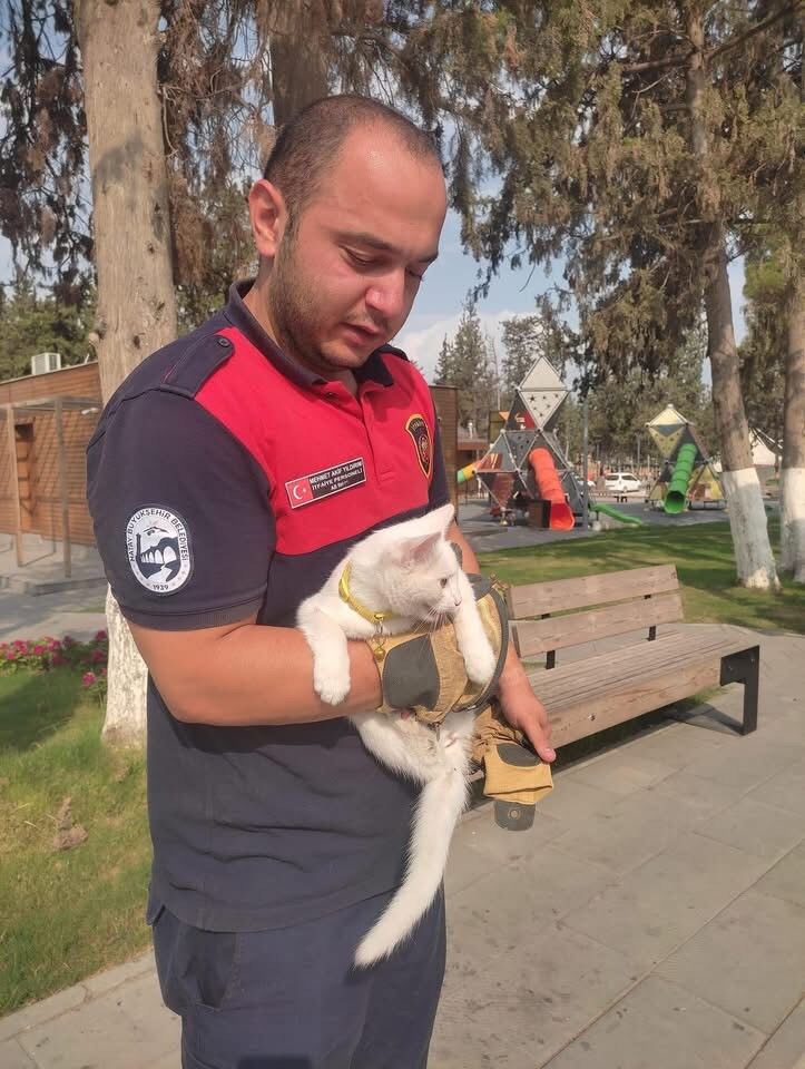 Ağaca Tırmanıp İnemeyen Kedi, İtfaiye Ekiplerince Kurtarıldı (1)