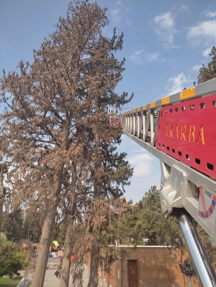 Ağaca Tırmanıp İnemeyen Kedi, İtfaiye Ekiplerince Kurtarıldı (2)