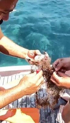 Alanya'da Ağa Takılan Yengeçler Kurtarıldı (2)