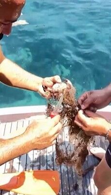 Alanya'da Ağa Takılan Yengeçler Kurtarıldı (5)