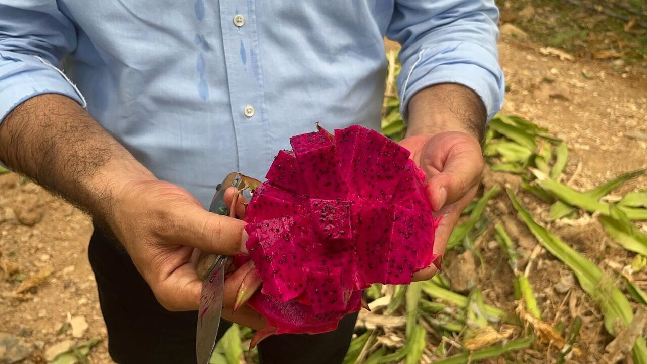 Alanya’da Ejder Meyvesi Hasadı Başladı Kilogram Fiyatı 200 Tl’ye Ulaştı (2)