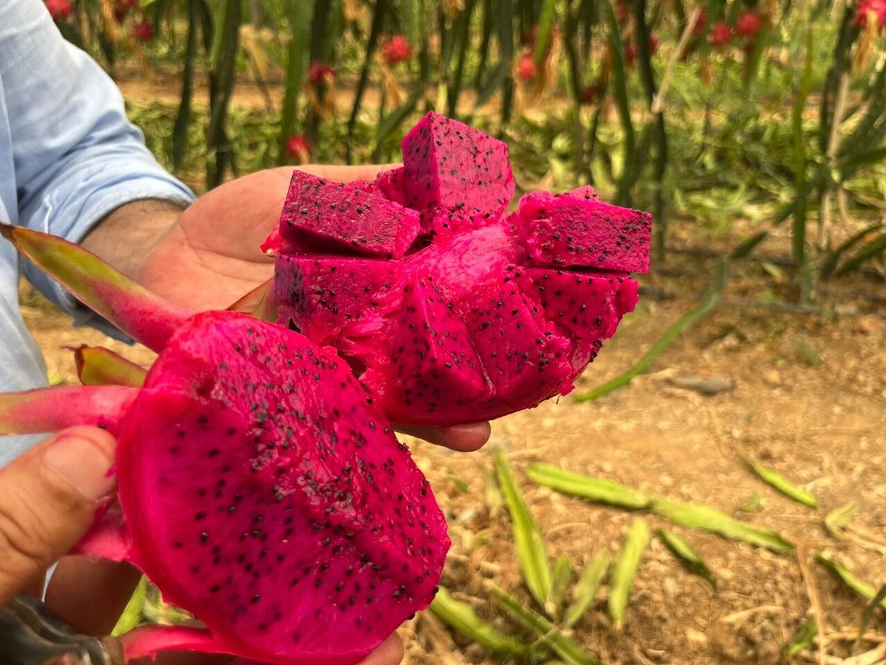 Alanya’da Ejder Meyvesi Hasadı Başladı Kilogram Fiyatı 200 Tl’ye Ulaştı (3)