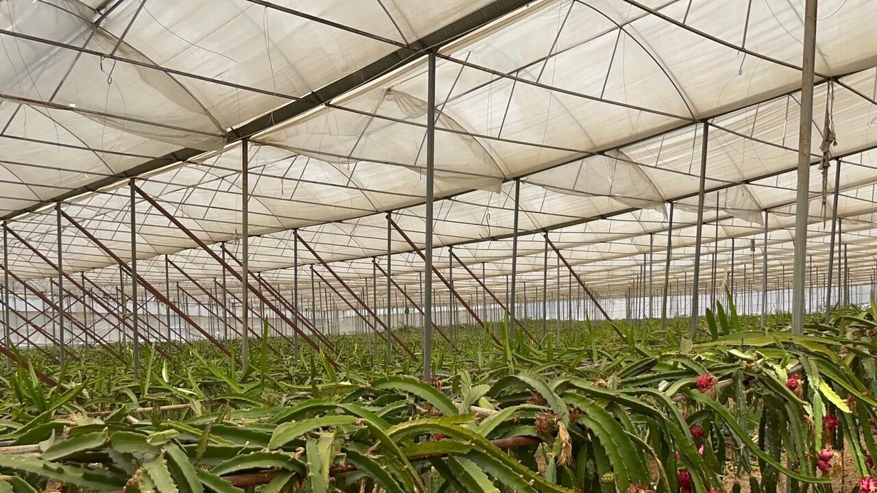 Alanya’da Ejder Meyvesi Hasadı Başladı Kilogram Fiyatı 200 Tl’ye Ulaştı (4)