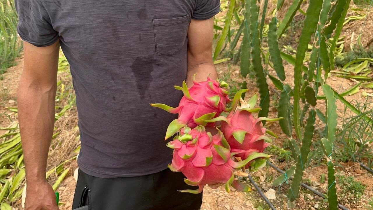 Alanya’da Ejder Meyvesi Hasadı Başladı Kilogram Fiyatı 200 Tl’ye Ulaştı (5)