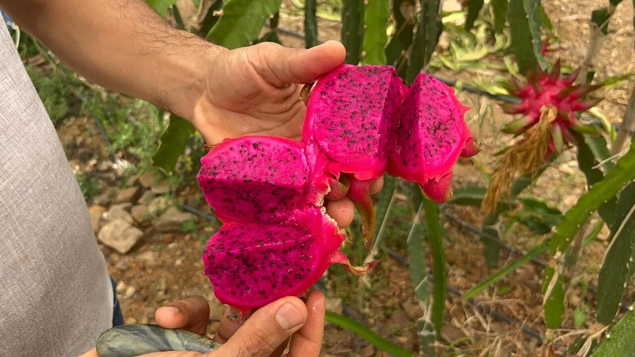 Alanya’da Ejder Meyvesi Hasadı Başladı Kilogram Fiyatı 200 Tl’ye Ulaştı (6)