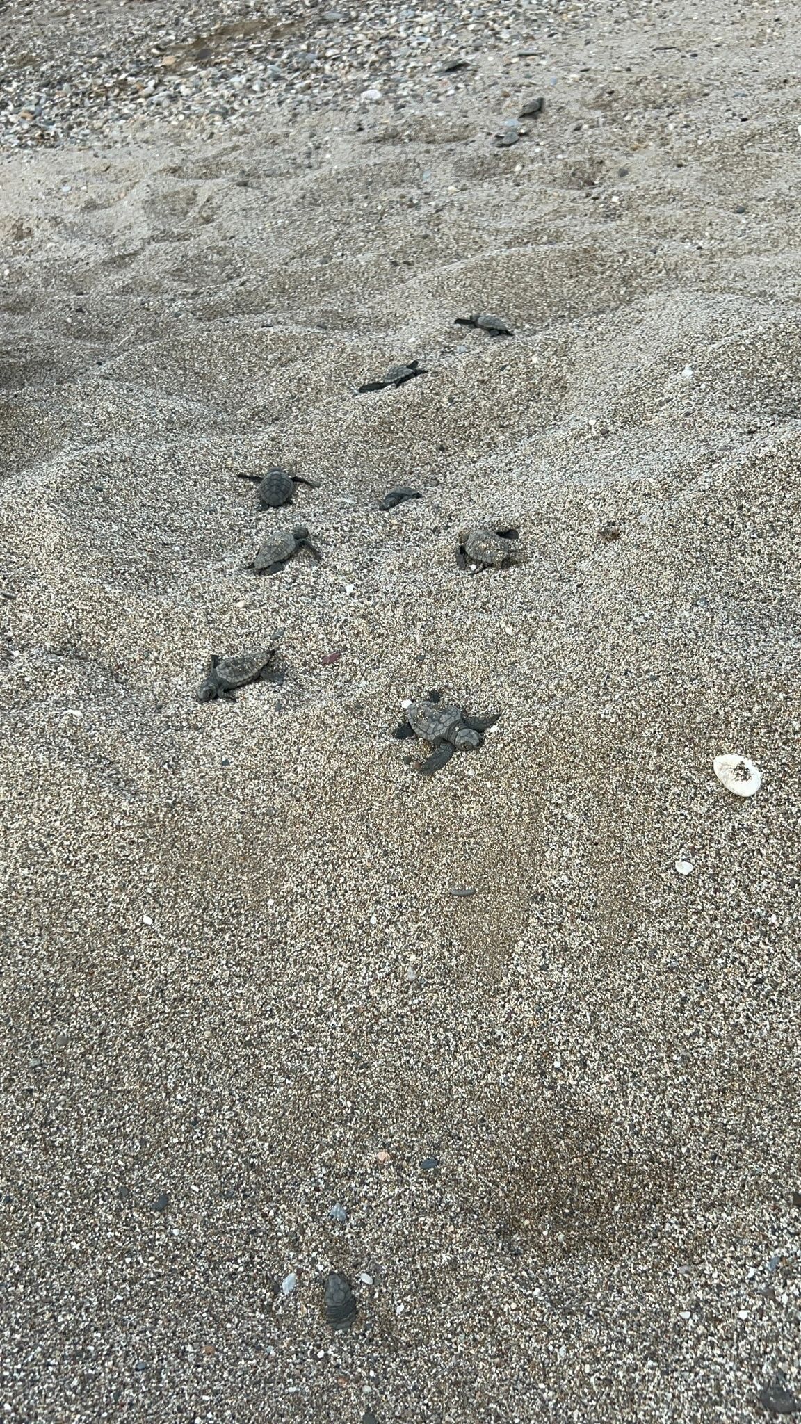 Antalya'da Caretta Caretta Yuvaları Zarar Gördü (3)