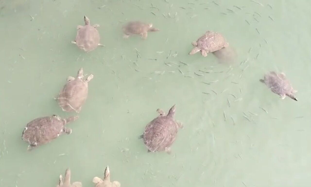 Antalya'da Saldırgan Nil Kaplumbağası Uyarısı (3)