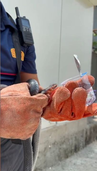 Bir Evin Bahçesine Giren Yılanı Yakalayan Itfaiye Eri Yılana Su Içirdi (3)