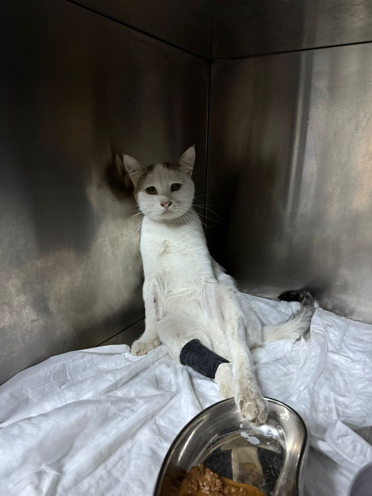 Burdur’da Omuriliğinden Havalı Tüfekle Vurulan Kedi Tedavi Altında (2)