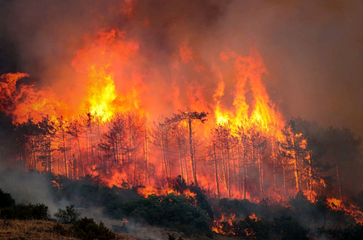 Bursa’daki Orman Yangınları Kasıtlı Mı Çıkarıldı (1)-1