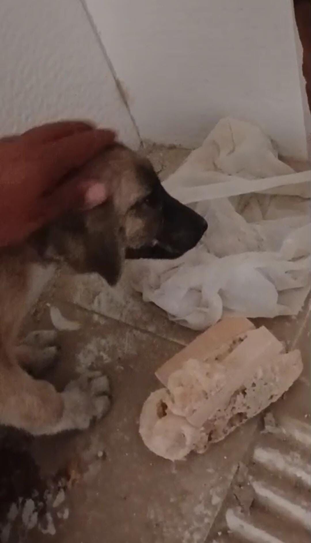 Canını Hiçe Sayıp Ağır Hasarlı Binaya Giren Vatandaşın, Yıkım Öncesi Yavru Köpeği Kurtardığı Anlar Kamerada (6)