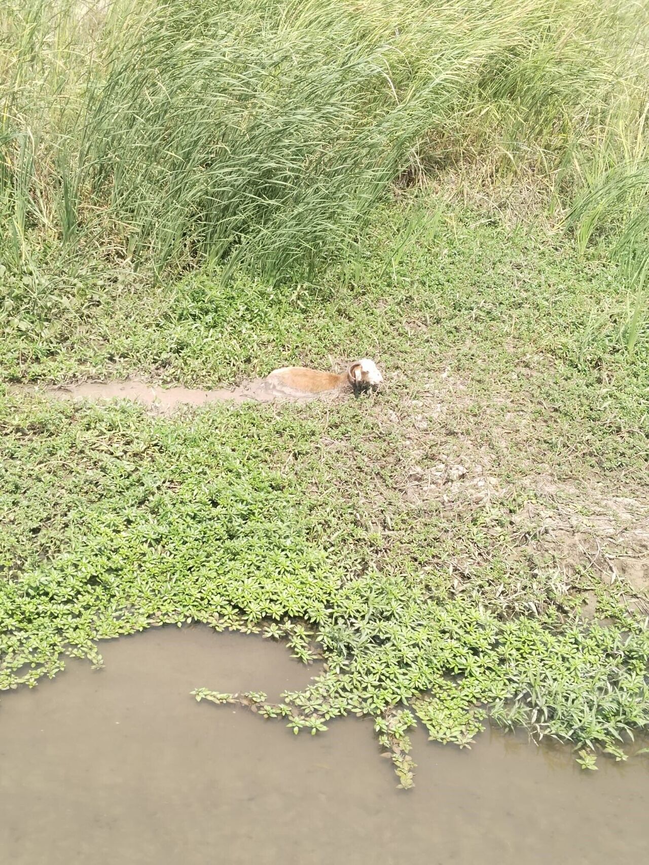Derede Çamura Saplanan Koyunu Itfaiye Ekipleri Kurtardı (1)-1