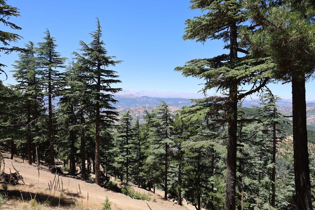 Feke'de Bin 700 Rakımda Yeşil Vatan Nöbeti (6)