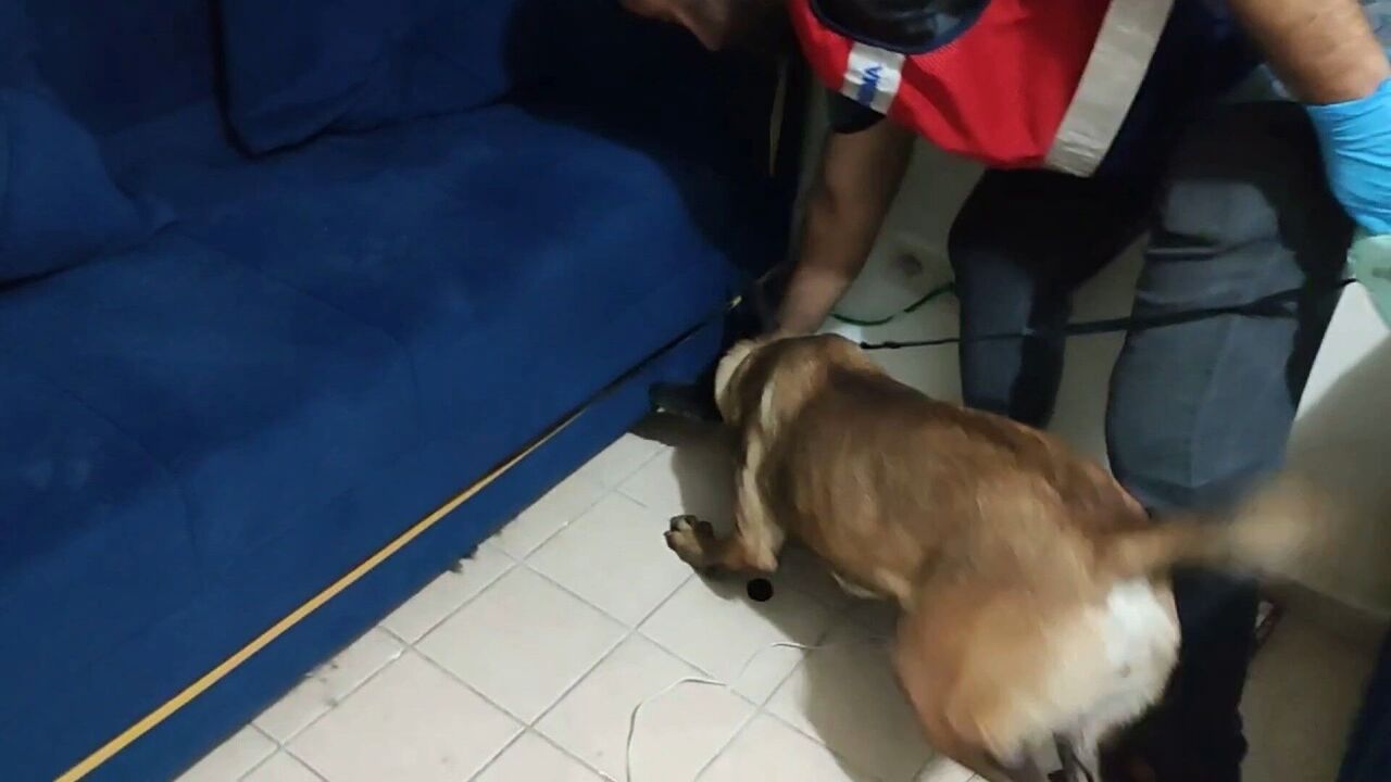 Gaziantep'te 3 Deaş Üyesi Yakalandı (3)