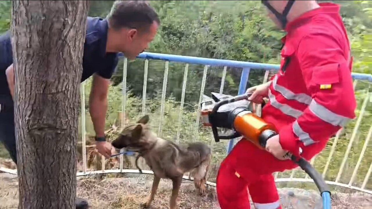 Hatay’da Demir Korkuluklara Sıkışan Sokak Köpeğini İtfaiye Kurtardı (3)