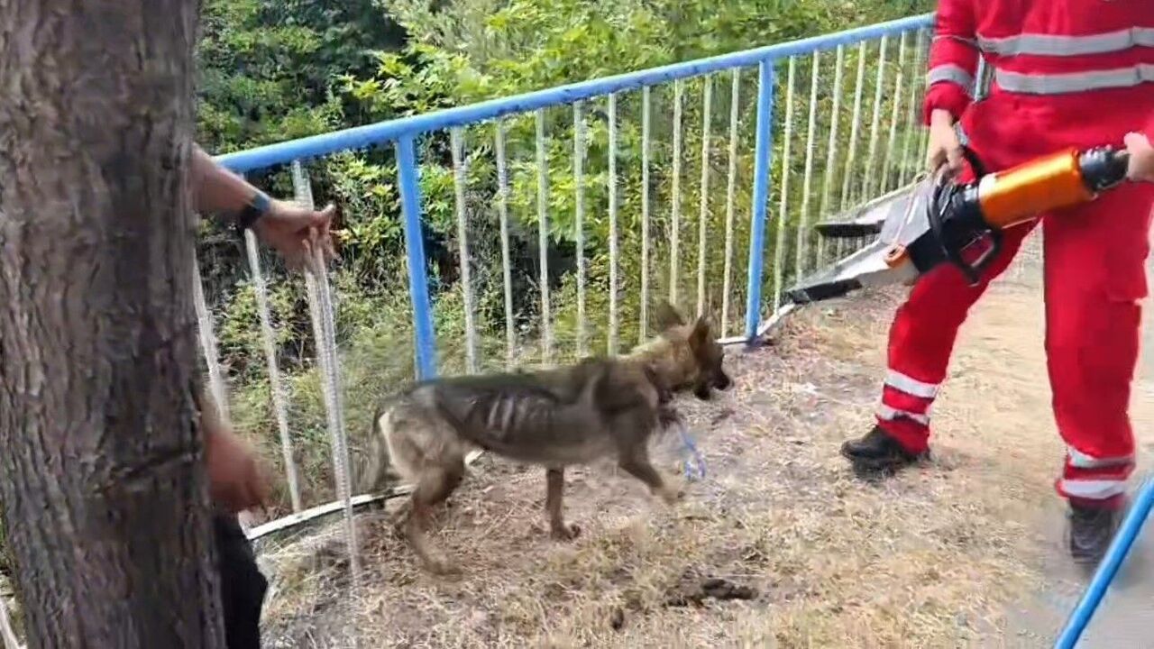 Hatay’da Demir Korkuluklara Sıkışan Sokak Köpeğini İtfaiye Kurtardı (4)