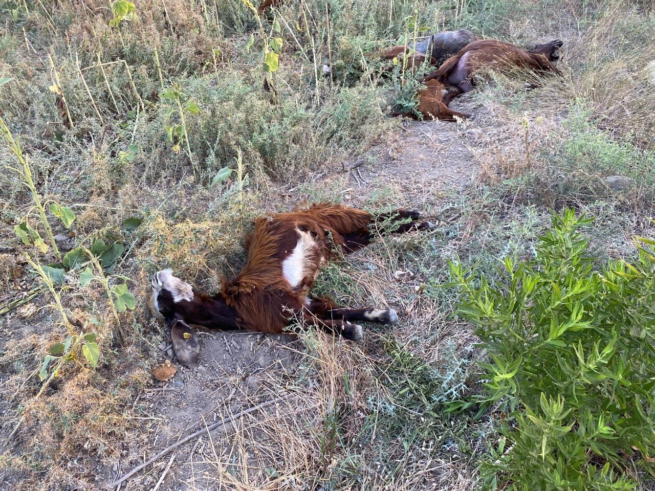 Hatay'da Fabrika Atıkları Alarmı Dere Suyundan İçen 64 Keçi Telef Oldu (4)