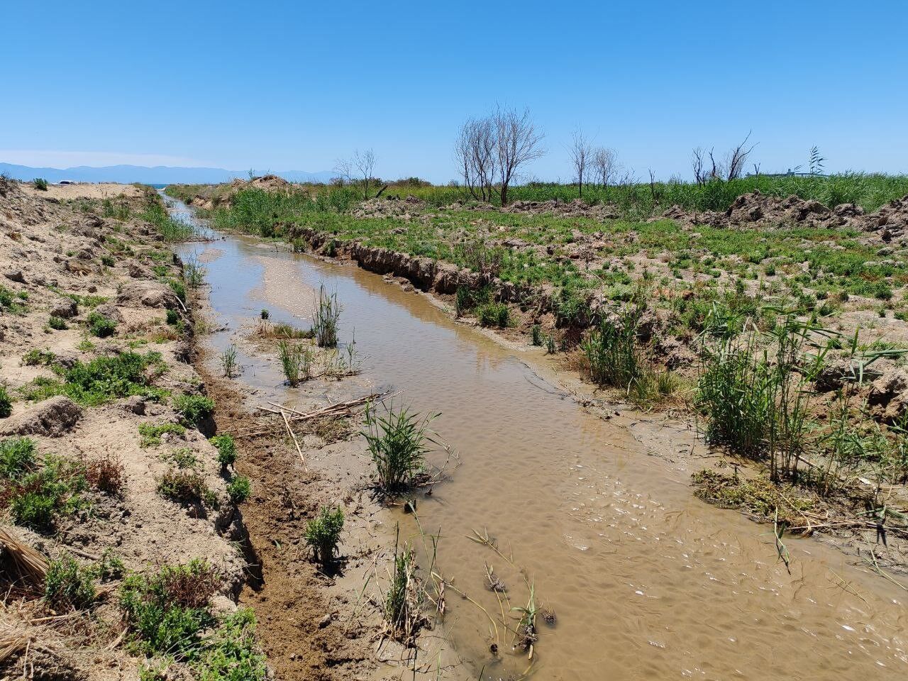 Hatay'da Fabrika Atıkları Alarmı Dere Suyundan İçen 64 Keçi Telef Oldu (5)