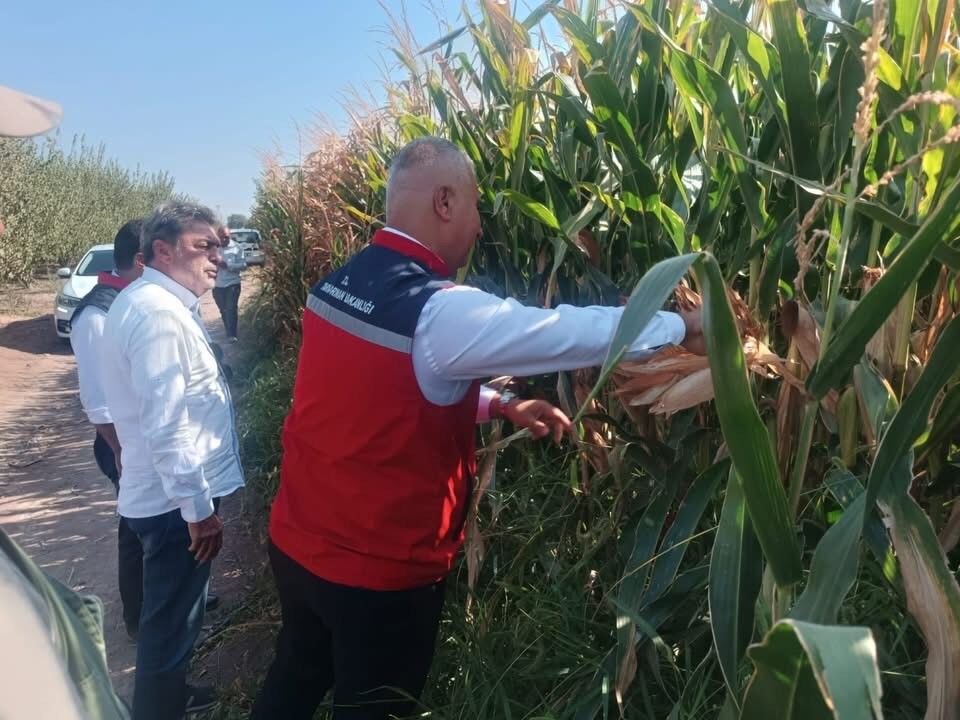 Hatay’da Mısır Tarlaları Incelendi (1)