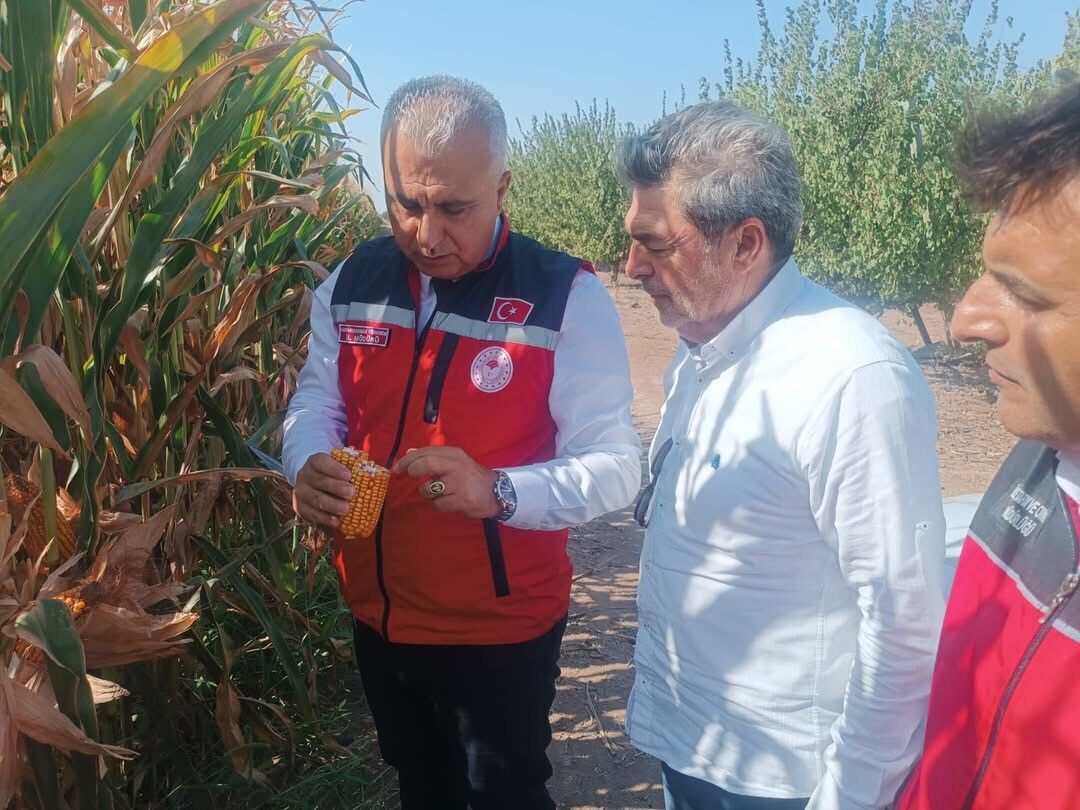 Hatay’da Mısır Tarlaları Incelendi (2)