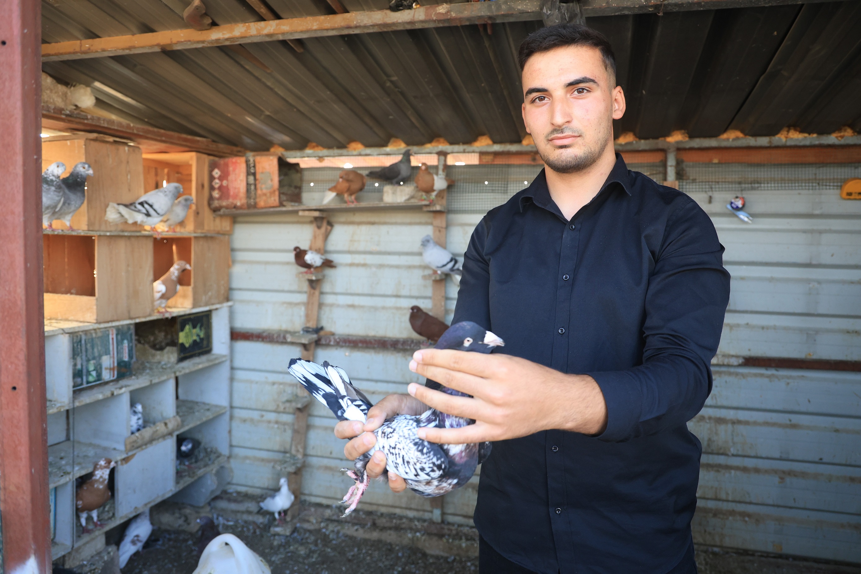 Hatay’da Nadir Görülen 4 Ayaklı Güvercin Yavrusu Yumurtadan Çıktı, 2 Gün Yaşadı (5)