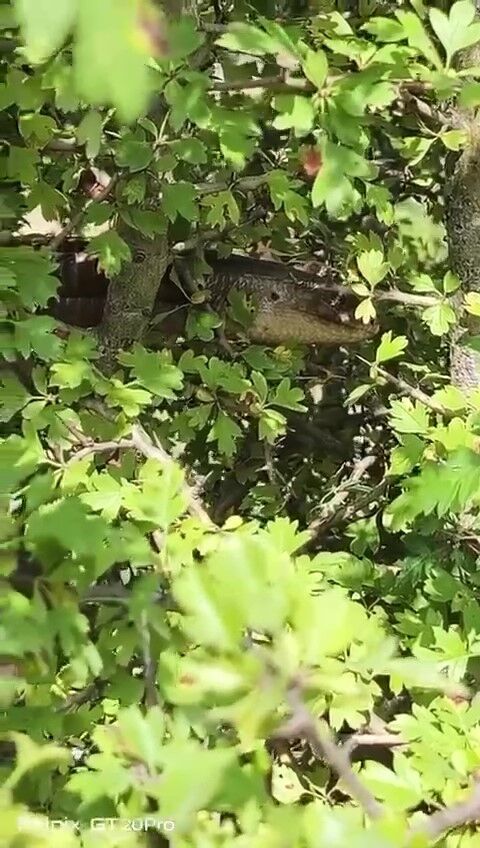 Hatay’da Yılandan Farksız 1,5 Metrelik Oluklu Kertenkele Kamerada (1)