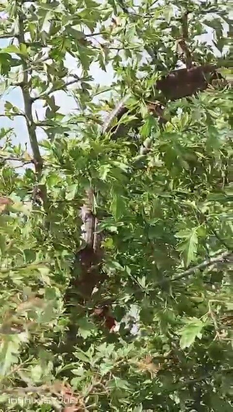 Hatay’da Yılandan Farksız 1,5 Metrelik Oluklu Kertenkele Kamerada (2)