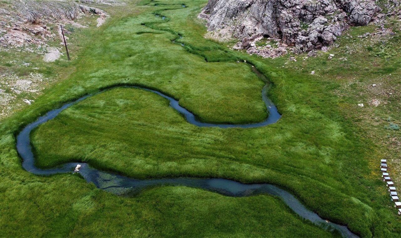 İlk Defa Eğriçayır Balında Tespit Edilmişti, Şifanın Kod Adı Ta (1)