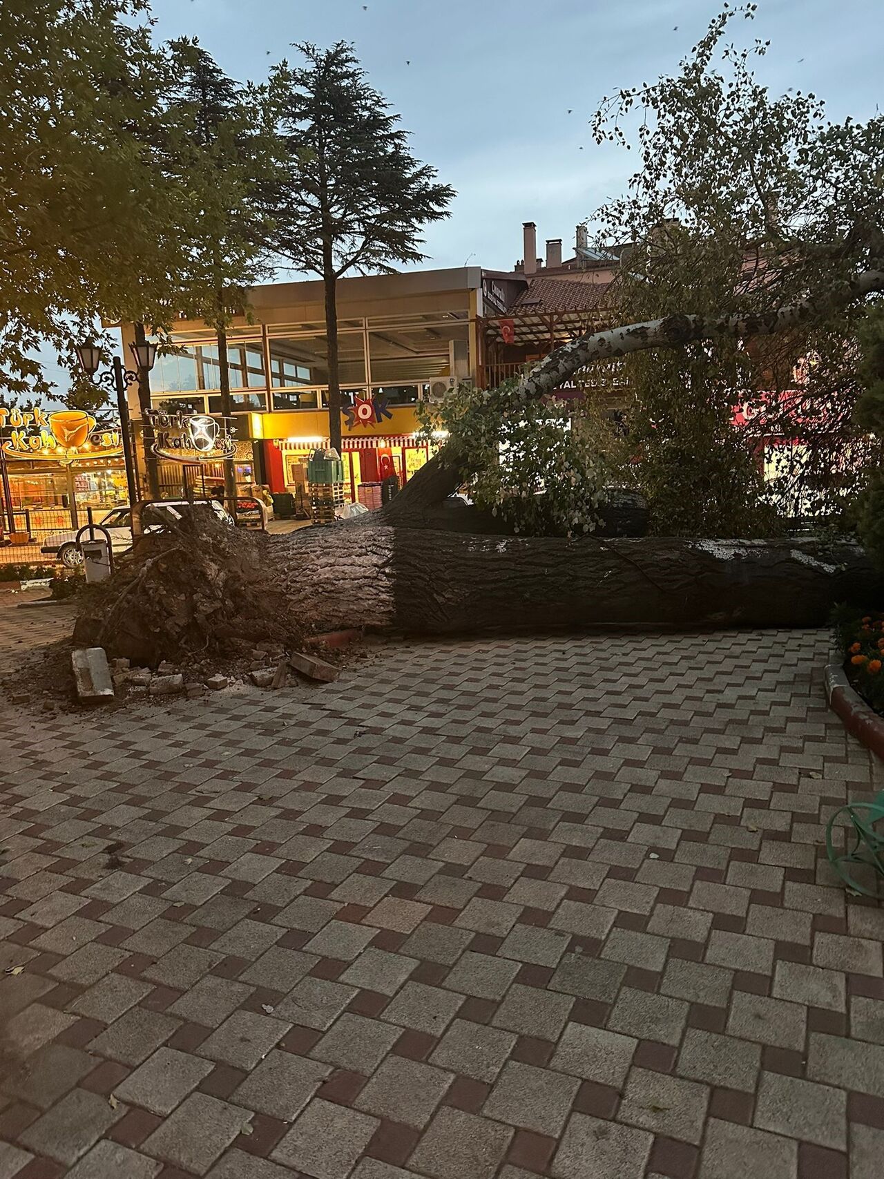 Isparta Eğirdir’de 457 Yıllık Anıt Ağaç Devrildi Facianın Eşiğinden Dönüldü (2)