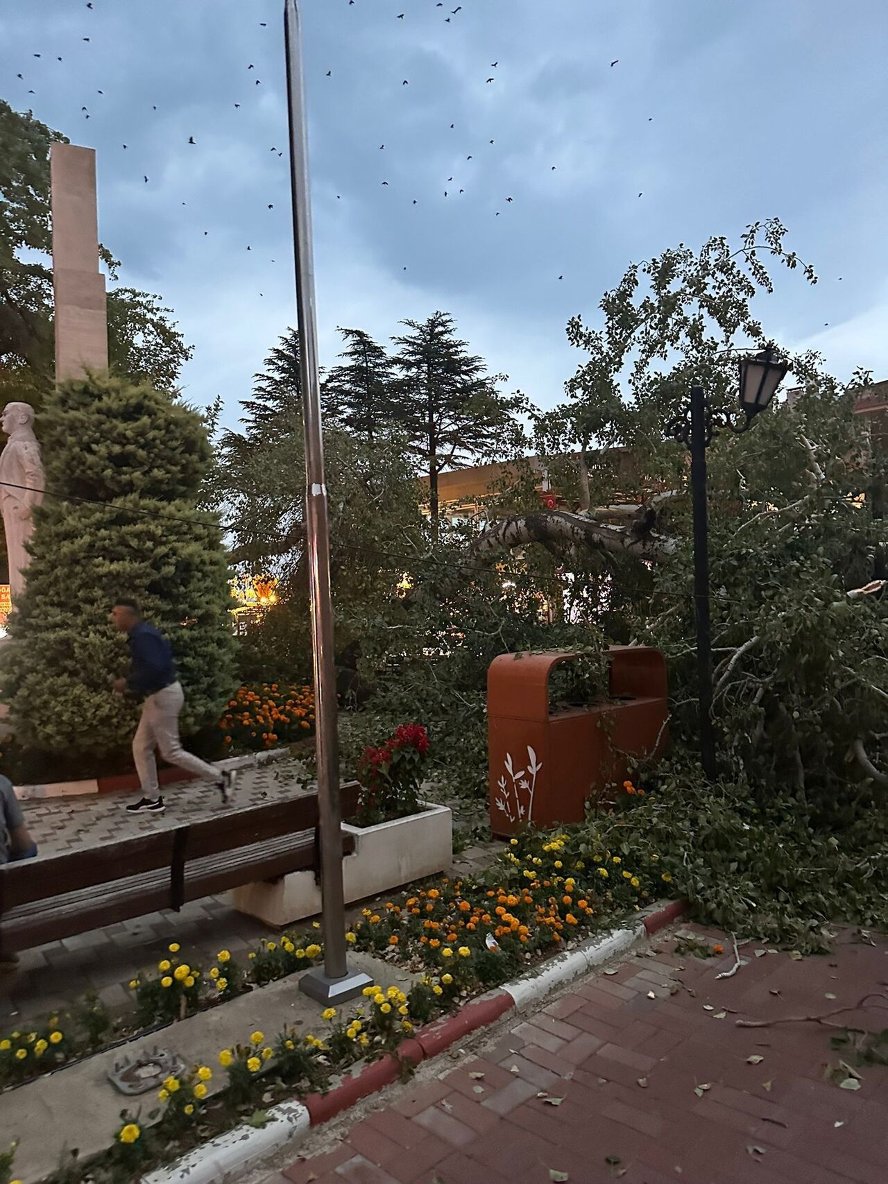 Isparta Eğirdir’de 457 Yıllık Anıt Ağaç Devrildi Facianın Eşiğinden Dönüldü (3)