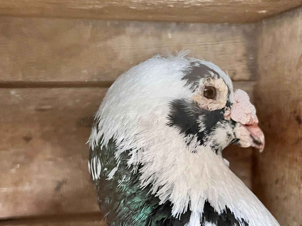 Kahramanmaraş Depreminde 170 Güvercin Telef Oldu, Kuş Sevdası Bitmedi (2)