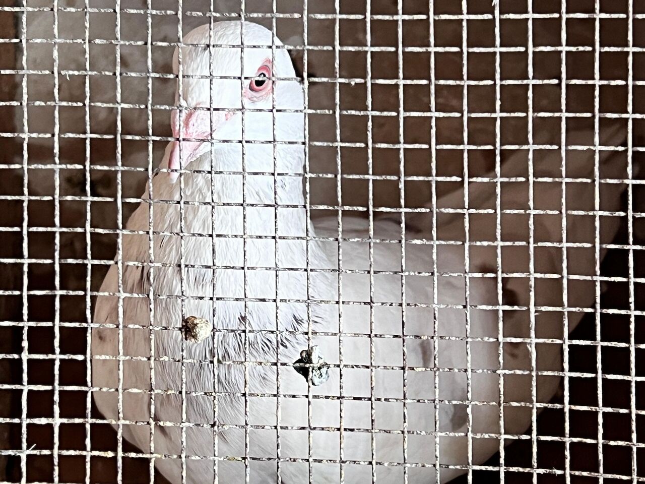 Kahramanmaraş Depreminde 170 Güvercin Telef Oldu, Kuş Sevdası Bitmedi (4)