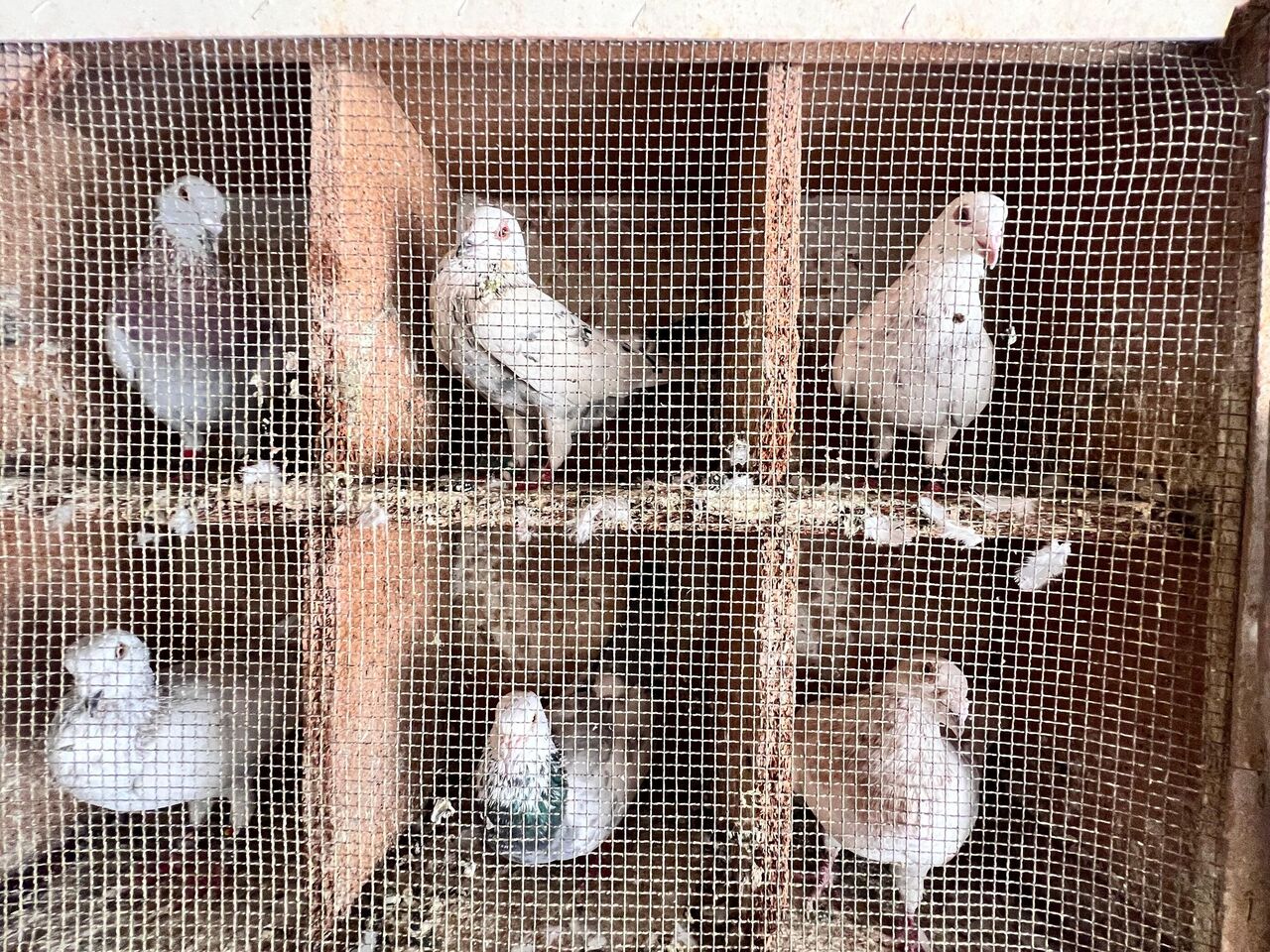 Kahramanmaraş Depreminde 170 Güvercin Telef Oldu, Kuş Sevdası Bitmedi (5)