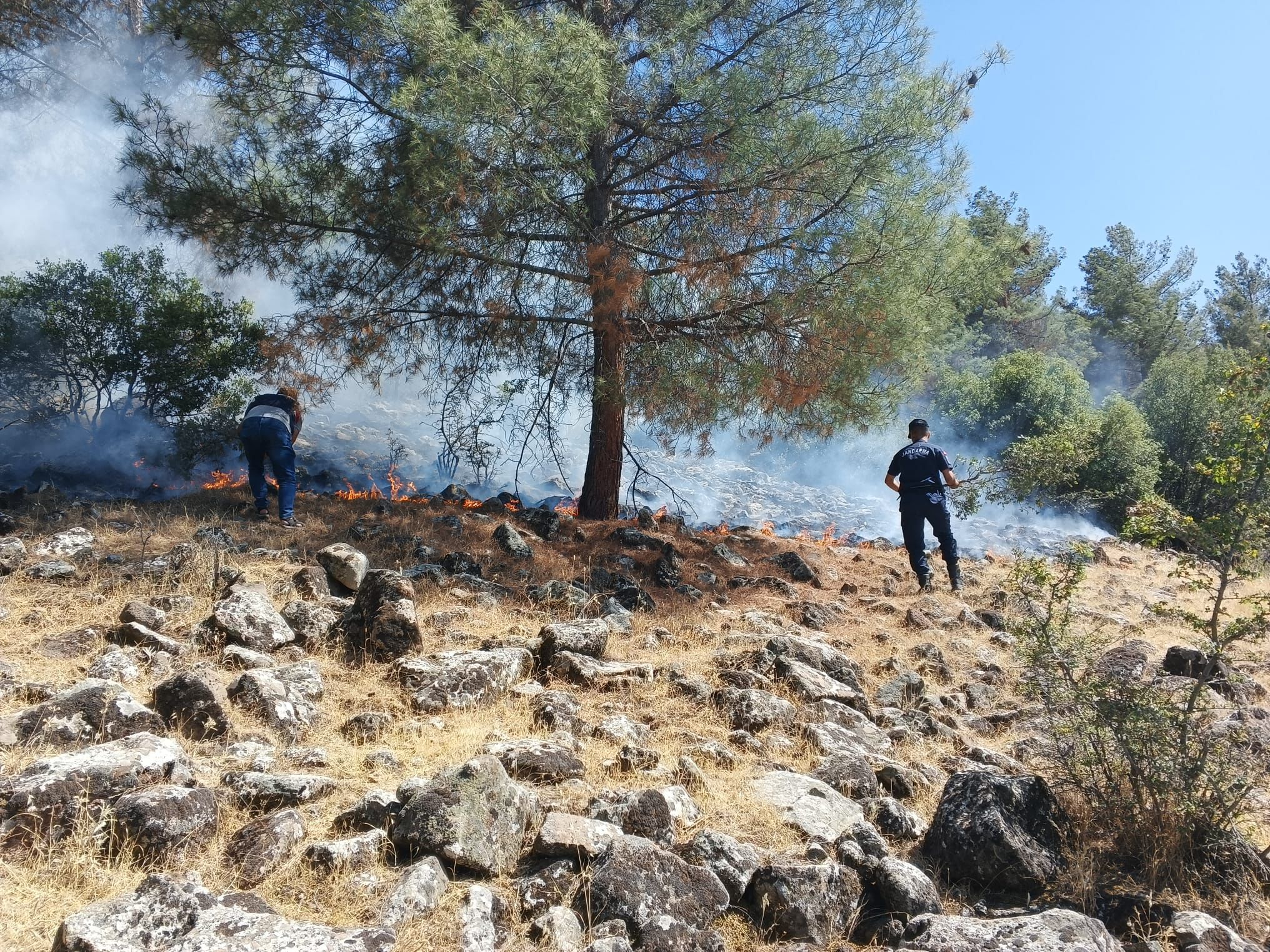 Kahramanmaraş Pazarcık'ta Orman Yangını Jandarma Devriyesi Sayesinde Erken Müdahaleyle Söndürüldü (4)