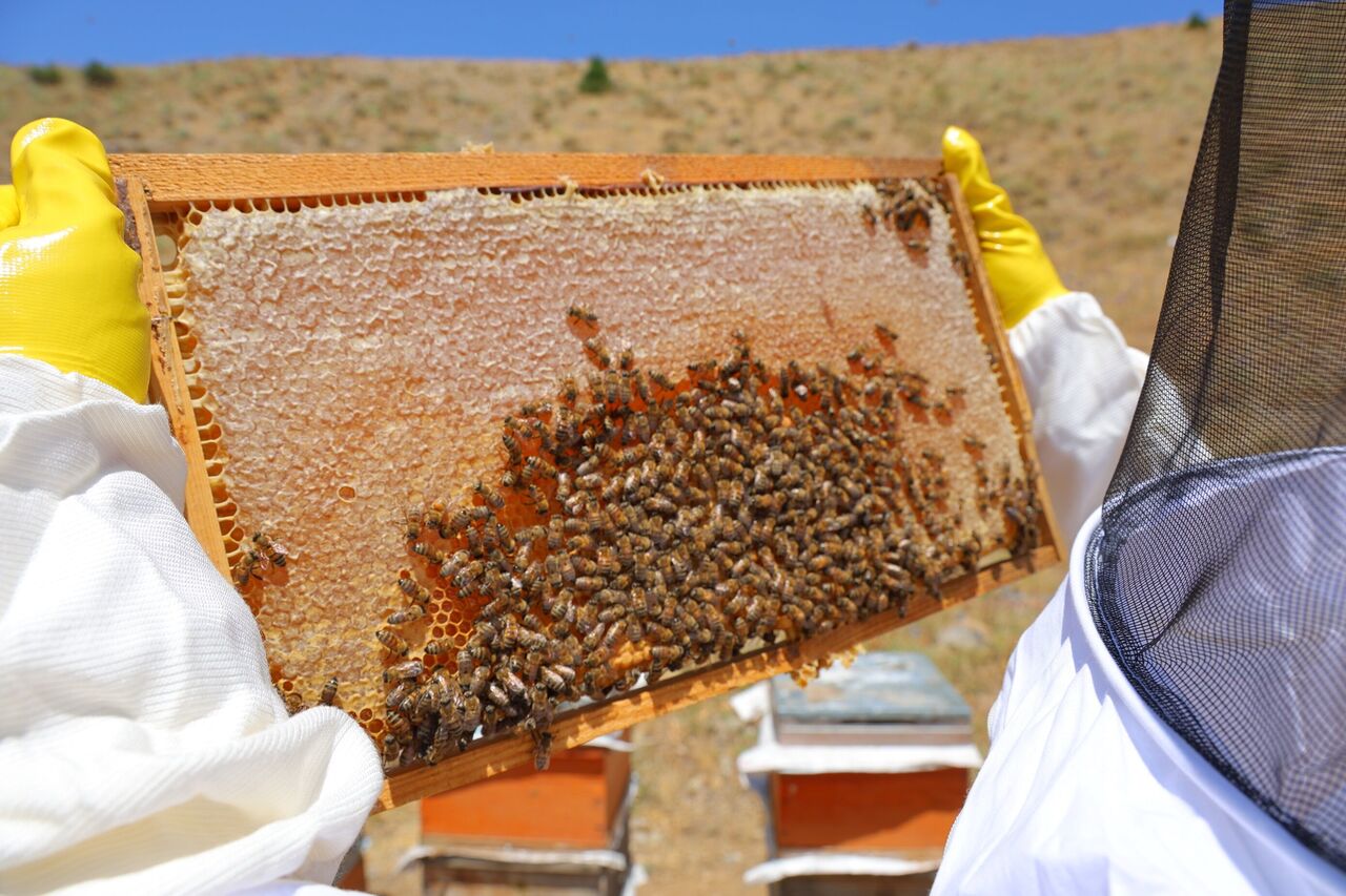 Kahramanmaraş’ın Engizek Yaylası’nda Bal Mesaisi Başladı (2)